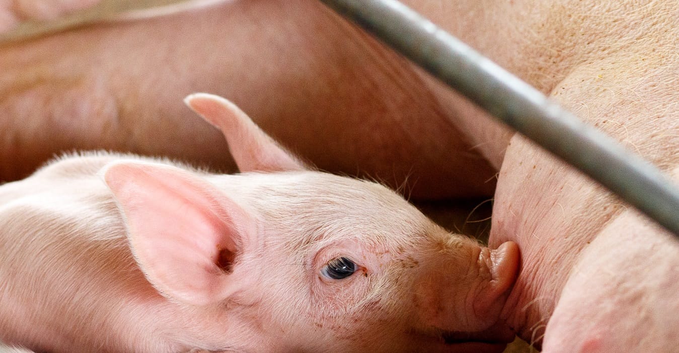 Alta inclusão de fibra na nutrição da fêmea suína periparturiente: onde estamos e para onde podemos ir? – por Lucas A. Rodrigues Alta inclusão de fibra na nutrição da fêmea suína periparturiente: onde estamos e para onde podemos ir? – por Lucas A. Rodrigues