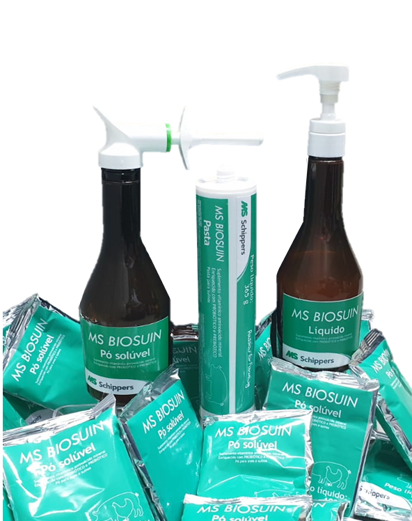 MS Schippers amplia linha de probióticos para leitões