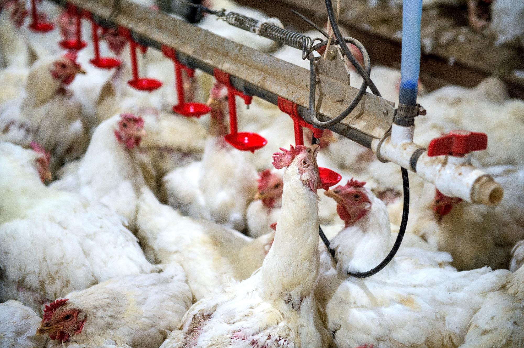 Avaliação da utilização de óleos essenciais de canela, orégano e eucalipto via água de bebida para frangos de corte Avaliação da utilização de óleos essenciais de canela, orégano e eucalipto via água de bebida para frangos de corte