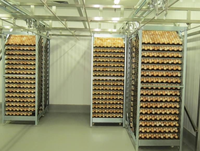 Empresa expande capacidade de incubatório no Brasil