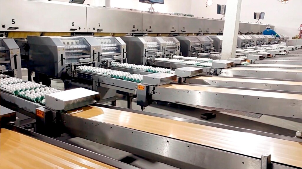 Como é feita a classificação de ovos