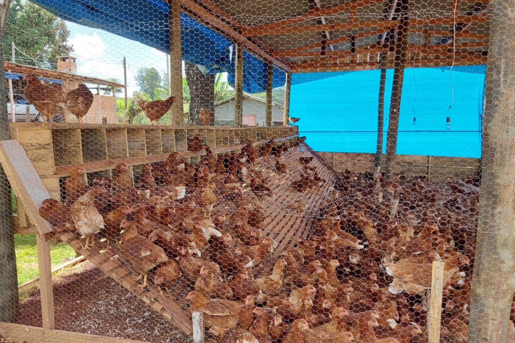 Ovo caipira agroecológico se torna alternativa para diversificação de renda