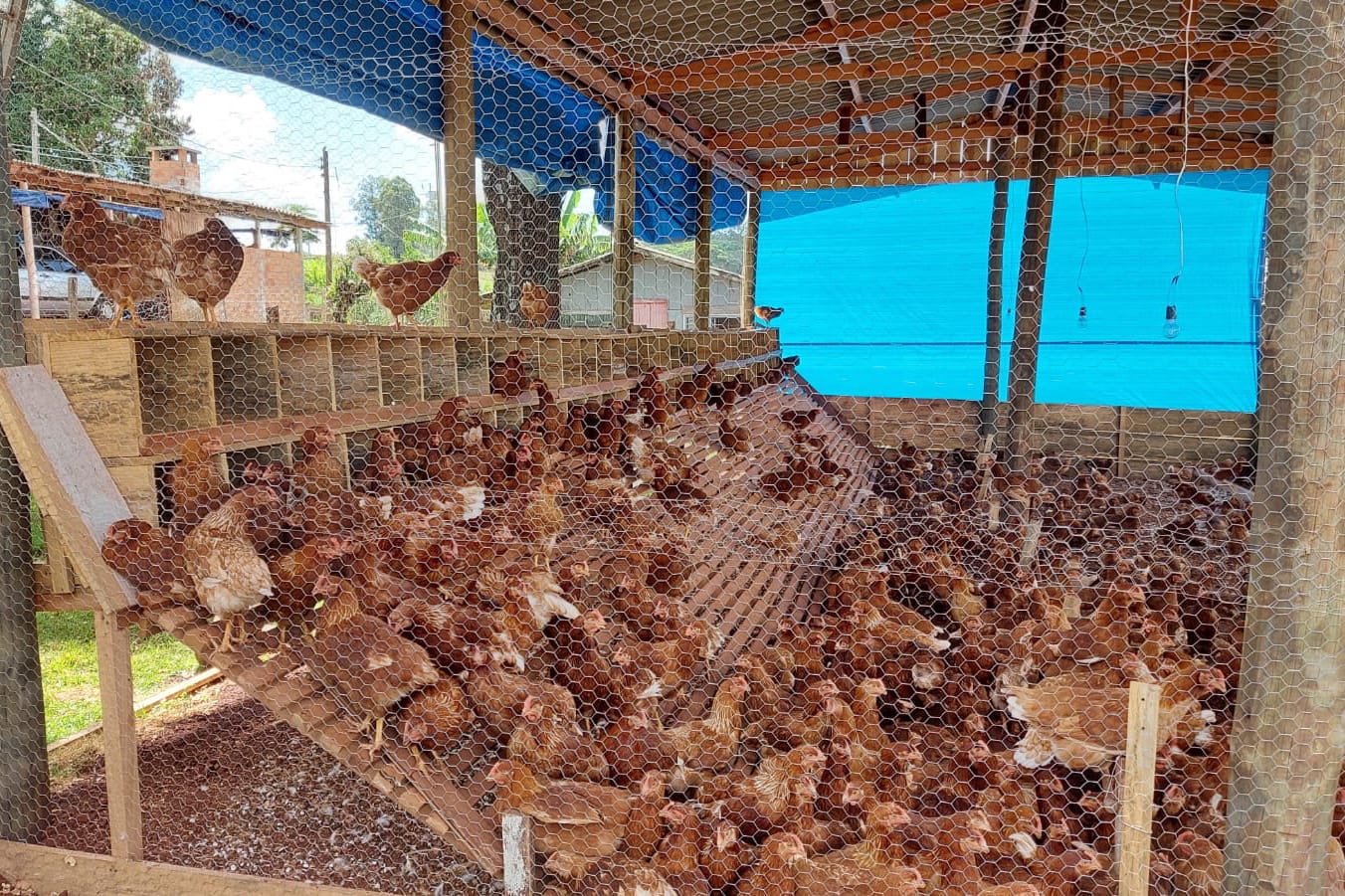 Ovo caipira agroecológico se torna alternativa para diversificação de renda