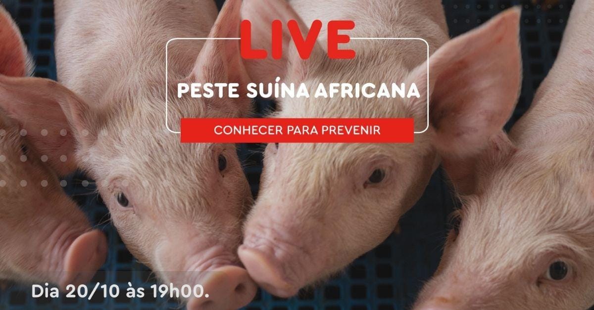Vaccinar realizará Live sobre a Peste Suína Africana