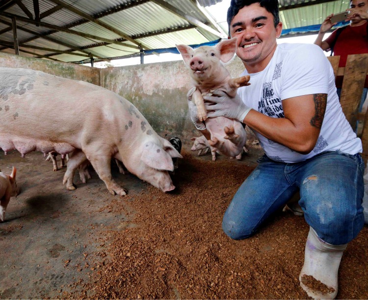 Detentos criam suínos para reduzir pena e gerar renda