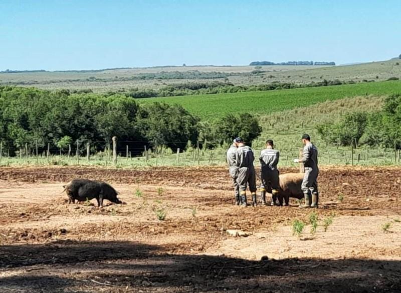 Rio Grande do Sul finaliza investigação sobre caso de Aujeszky em São Gabriel