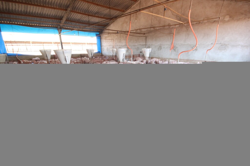 Mato Grosso intensifica exportação de suínos reprodutores para a Argentina