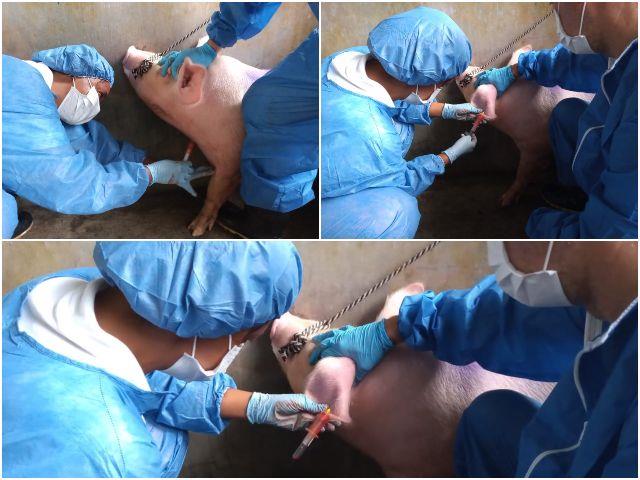 Amostragem epidemiológica em granjas de suinocultura está progredindo com sucesso na Colômbia