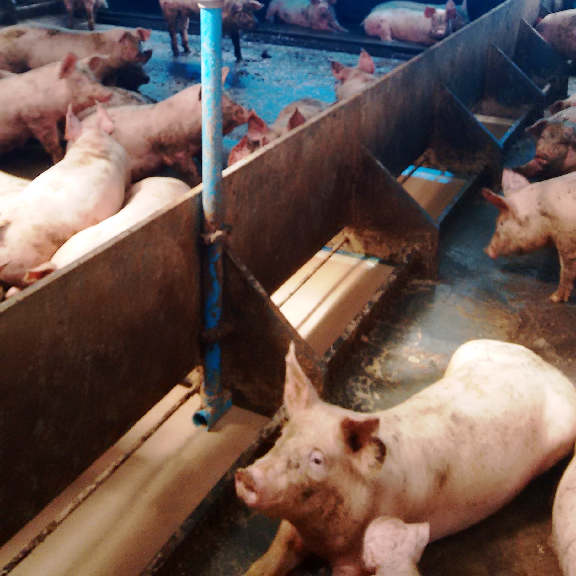 A alimentação líquida para suínos e seu impacto no custo total de produção – por Leandro Pereira A alimentação líquida para suínos e seu impacto no custo total de produção – por Leandro Pereira