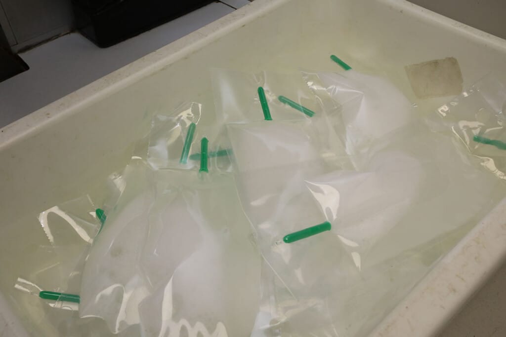 O sêmen suíno pode ser uma via de transmissão da PSA