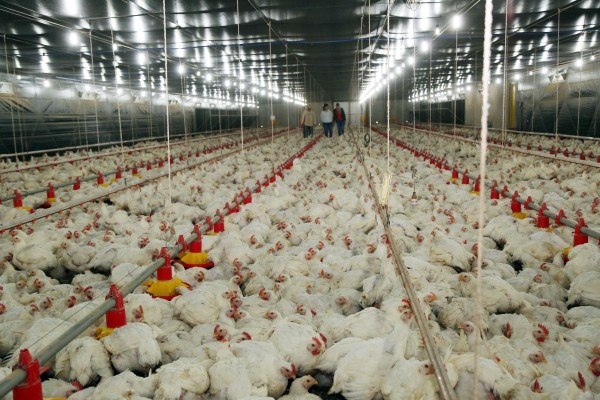 Números do 1º semestre da Copacol superam o ano passado