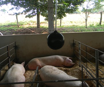 Estudo aponta que matrizes criadas em baias coletivas e com alta fibra na ração têm melhor desempenho na gestação