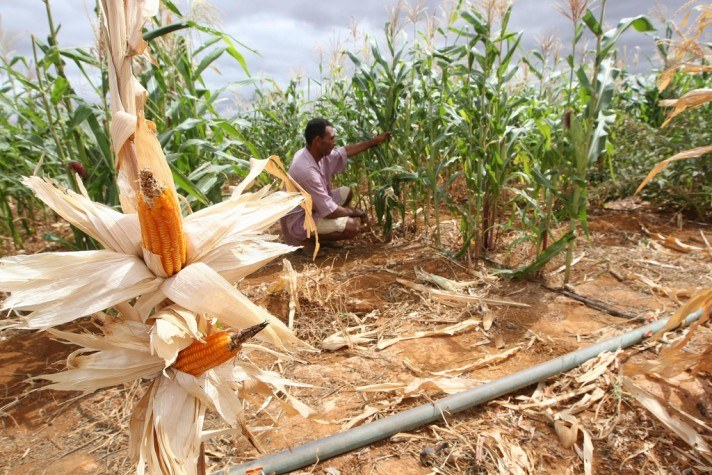 Faesp orienta e apoia produtores rurais afetados pela alta temperatura e estiagem
