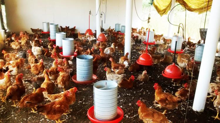 Maior abatedouro de frango caipira do Nordeste tem apoio do Pronaf