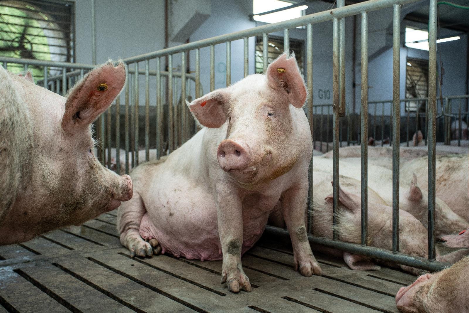Agroceres Multimix adota estrutura inovadora para aprimorar a suinocultura com foco no bem-estar animal Agroceres Multimix adota estrutura inovadora para aprimorar a suinocultura com foco no bem-estar animal