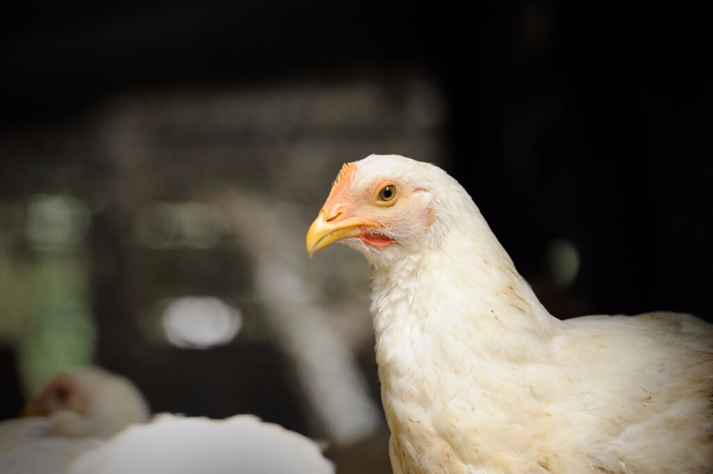 Confirmado o primeiro caso no mundo de H7N4