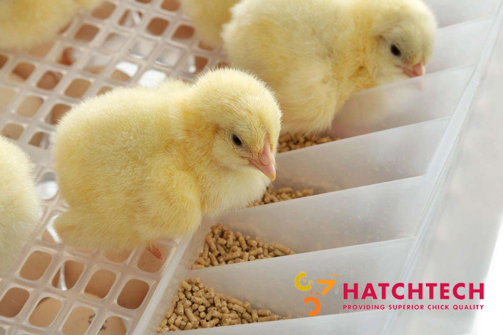 Eiermacher GmbH amplia centro de incubação de poedeiras com mais equipamentos HatchTech