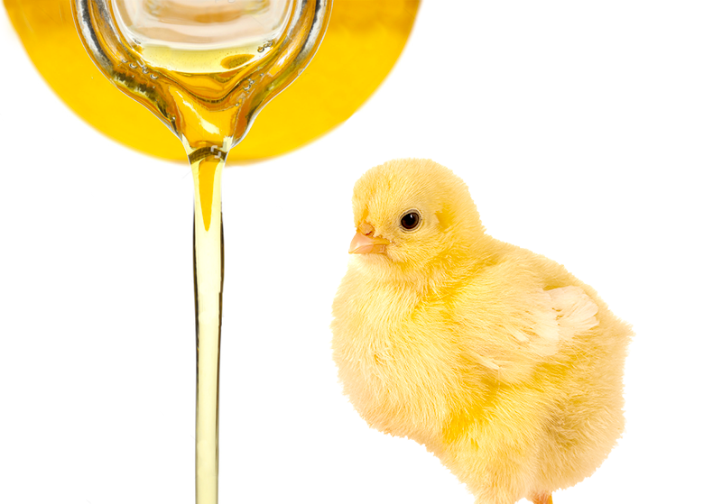 Emulsificantes na dieta de frangos de corte