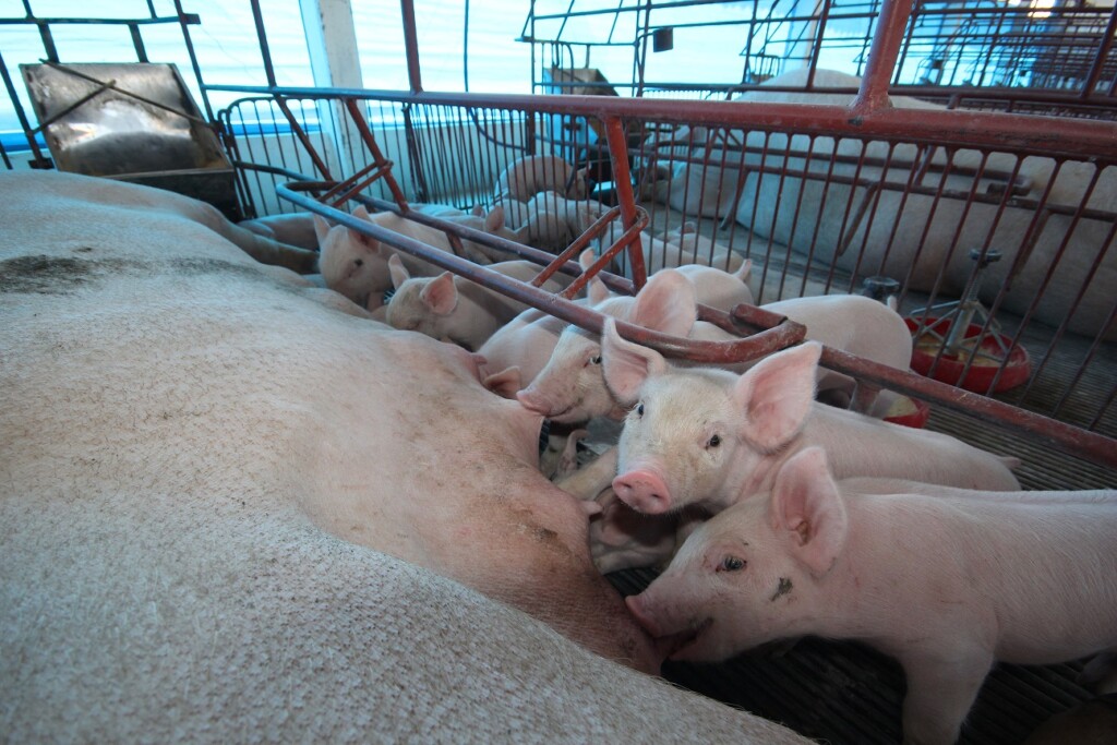 Desempenho de matrizes suínas em resposta à betaína natural alimentada durante a lactação e pós-desmame em meses de inverno e verão