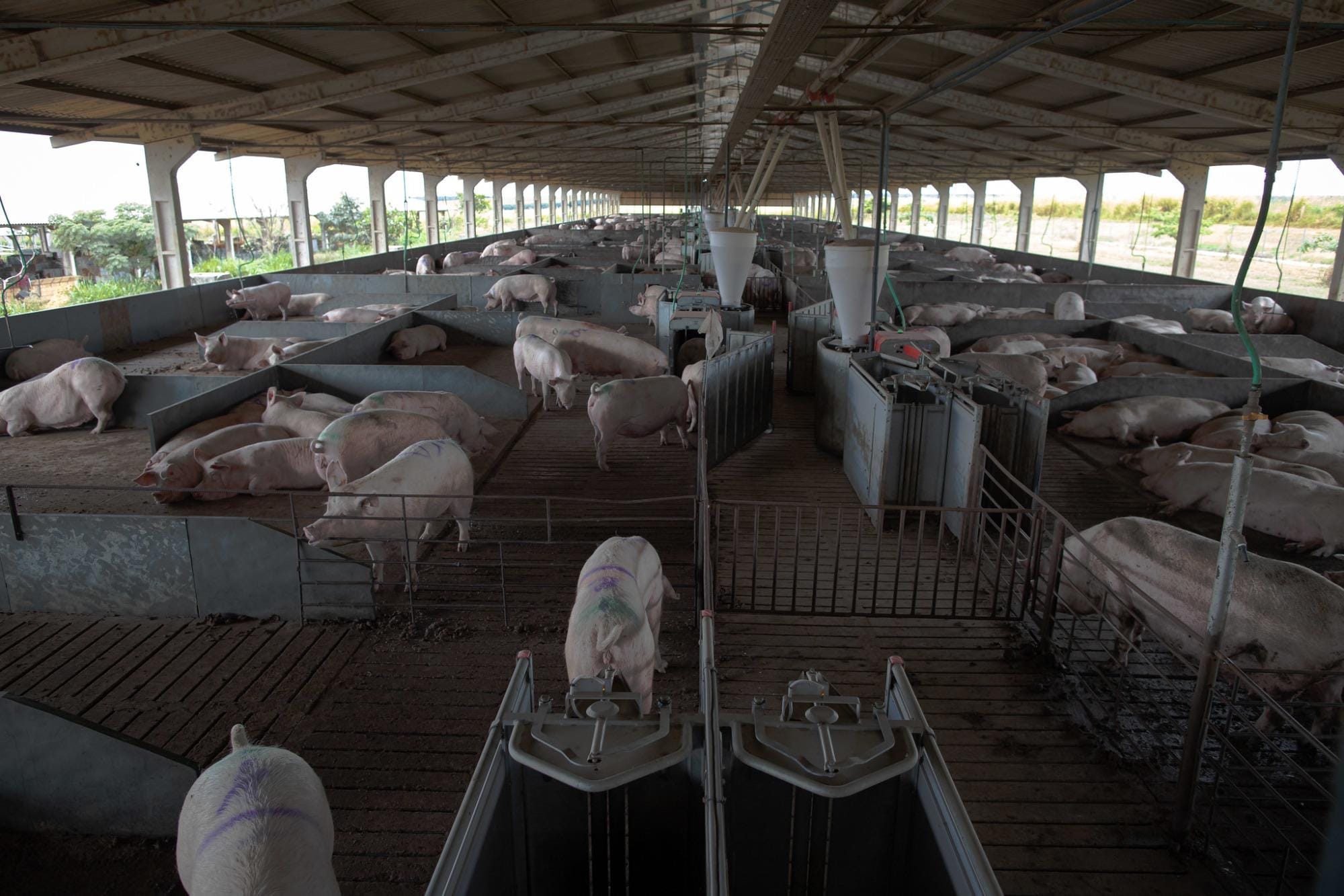 Mato Grosso do Sul investe forte em suinocultura
