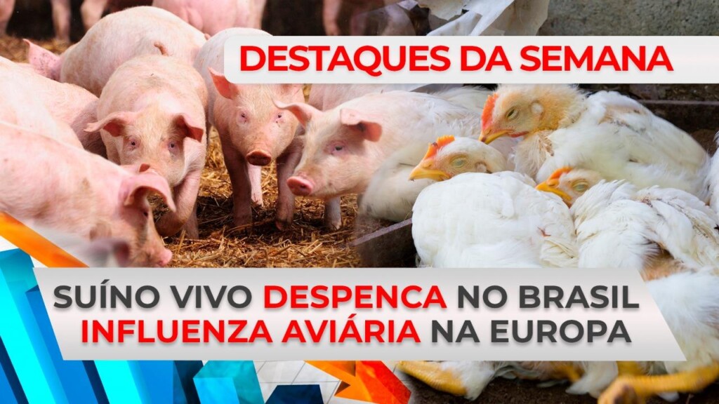 DESTAQUES – Suíno vivo despenca no Brasil e influenza aviária assusta Europa