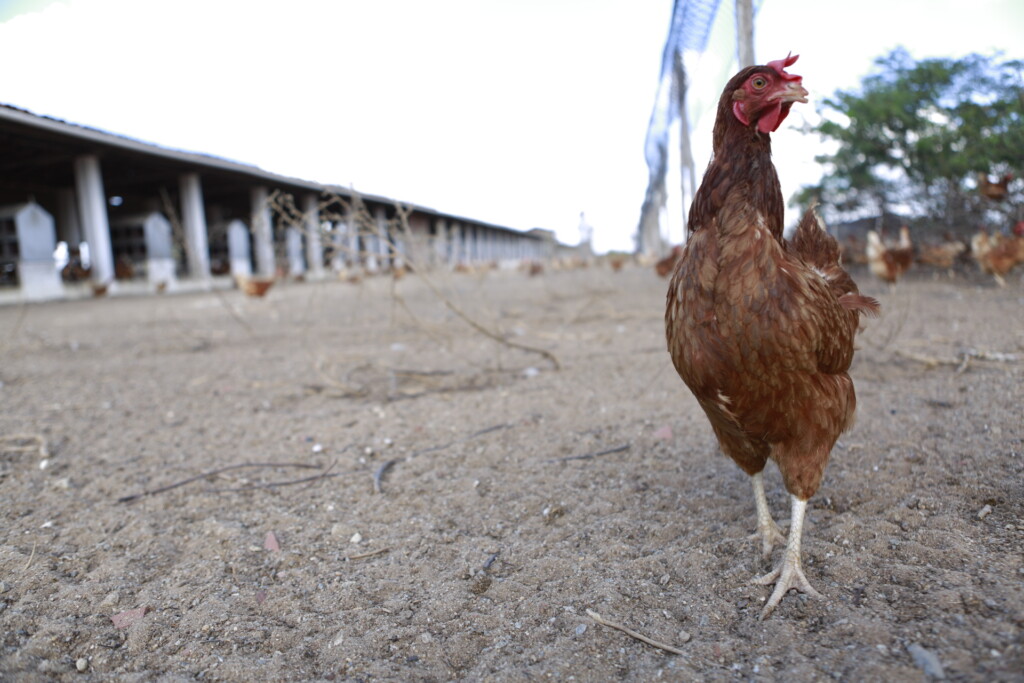 Com nutrição a base de linhaça, produção  se destaca no Nordeste com ovos enriquecidos com ômega 3