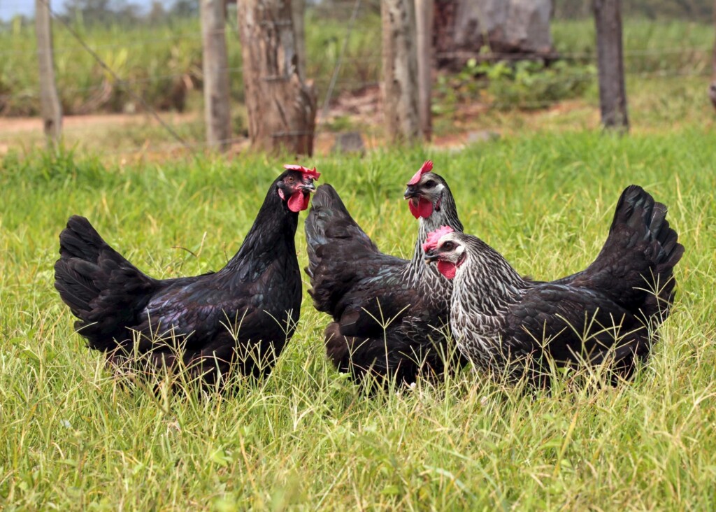 Os desafios nutricionais dos sistemas alternativos de produção