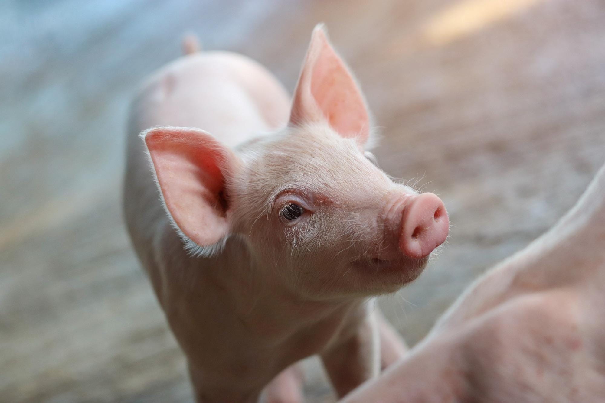 Como otimizar a eficiência alimentar dos suínos na fase de crescimento Como otimizar a eficiência alimentar dos suínos na fase de crescimento