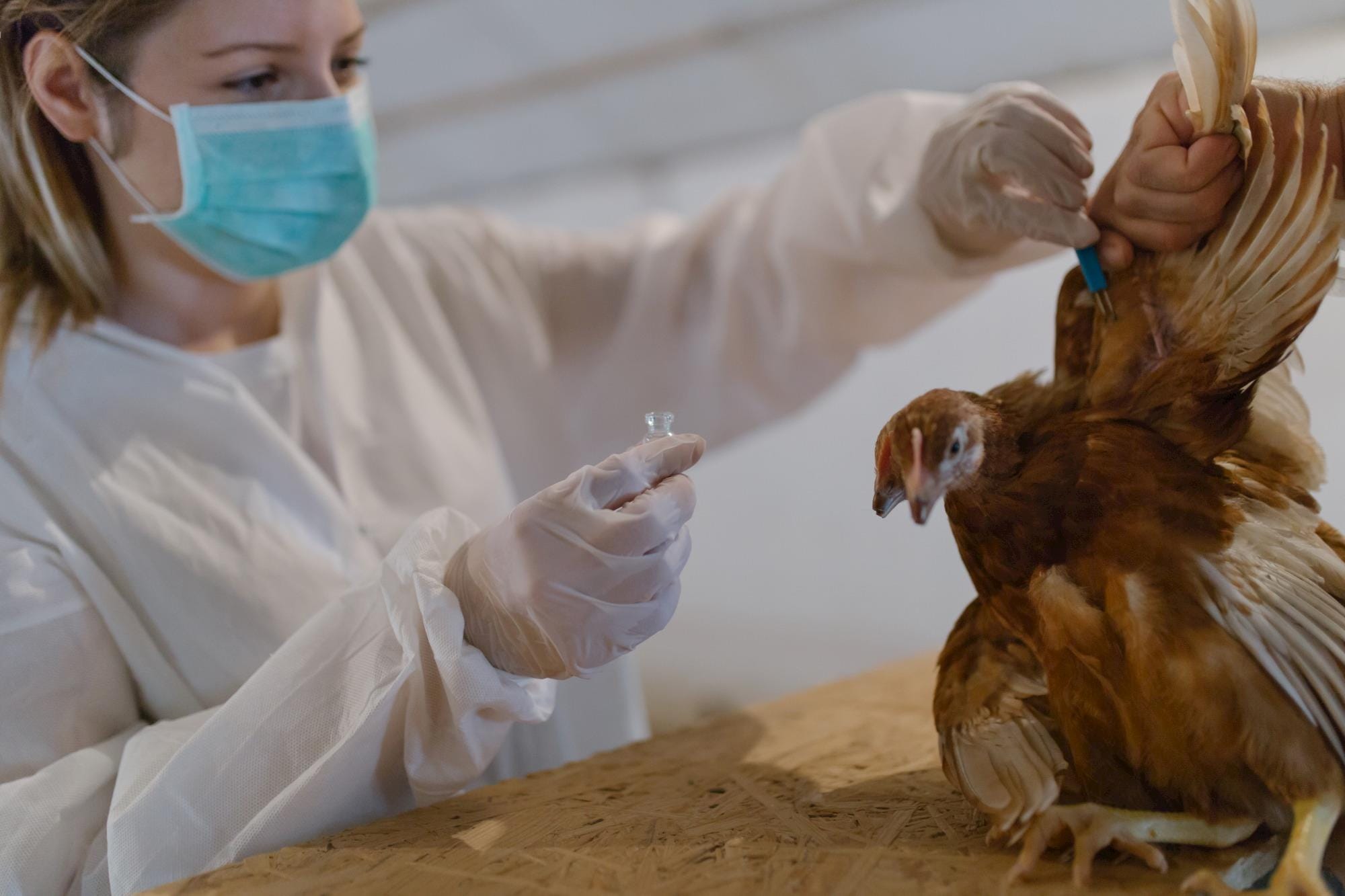 Aumento de casos de gripe aviária em humanos na China mostra risco de variantes