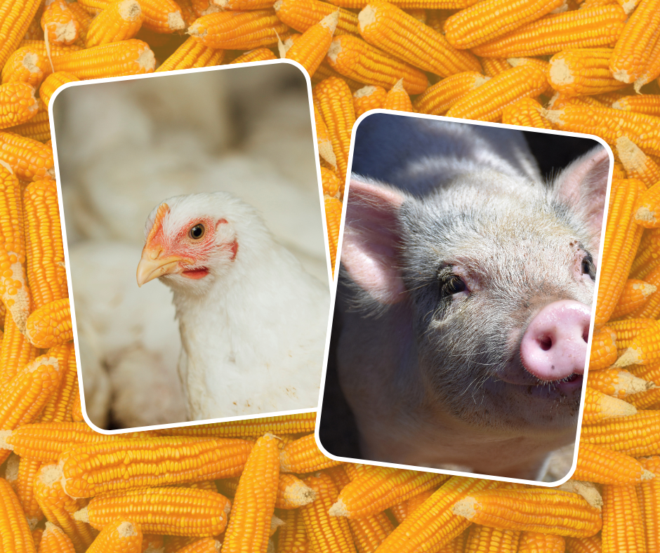 Alimentação animal: setor de aves e suínos mantém estabilidade no primeiro trimestre