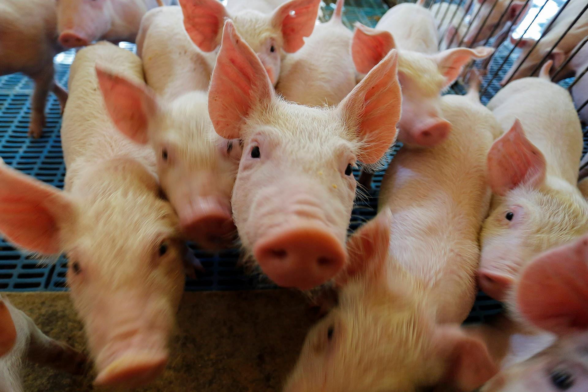 Paraná integra projeto nacional para modernização na vigilância sanitária de suínos