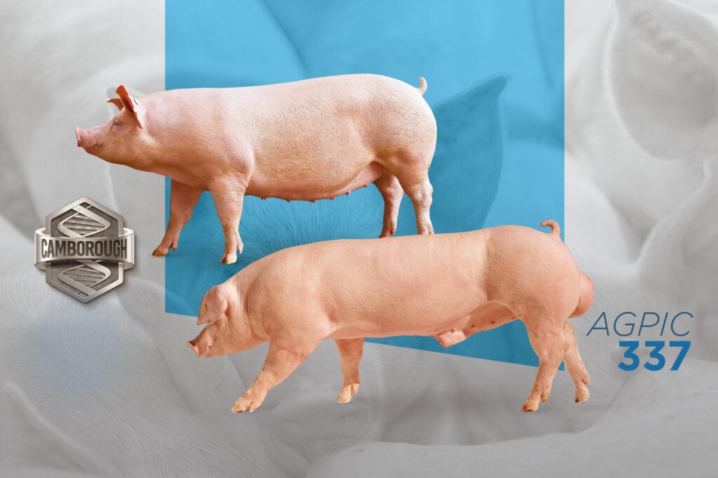 Agroceres PIC apresenta soluções genéticas para alta eficiência produtiva