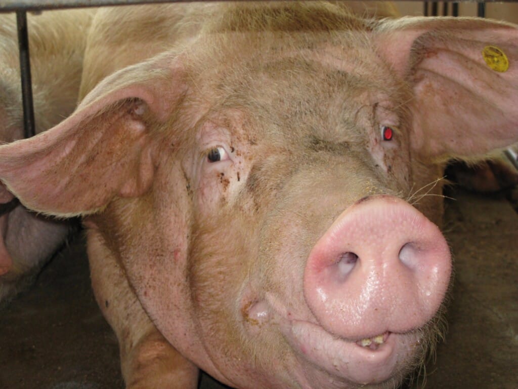 Na Espanha setor perdeu 12 euros por suíno no primeiro semestre