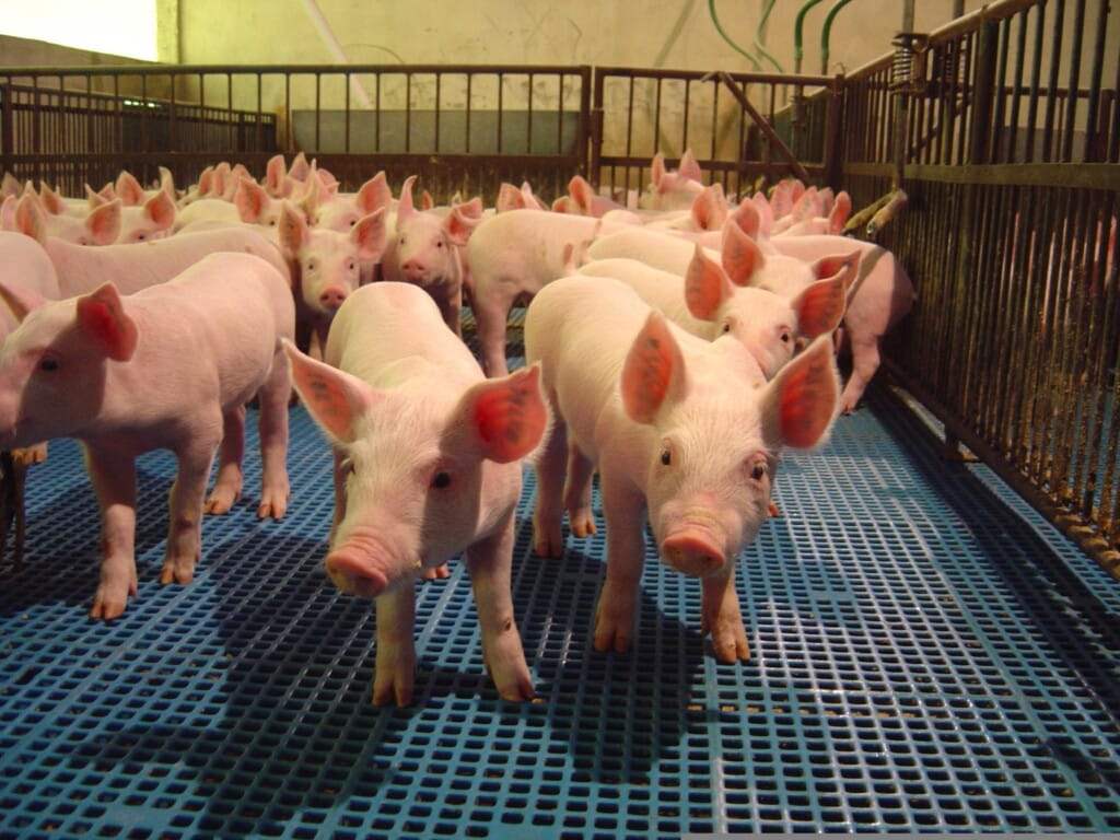 Produção de carne suína na Colômbia dispara após queda nas importações