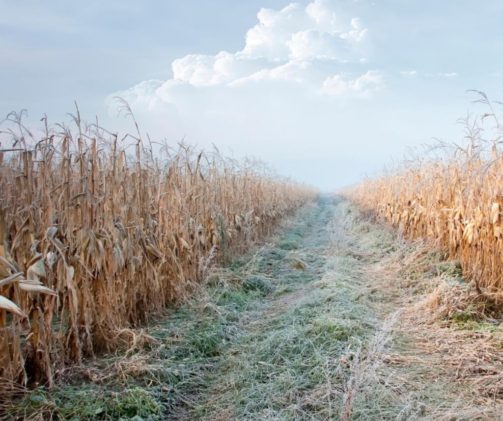 Geadas: como diminuir danos no campo