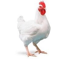 Genética avícola lança Macho MV com redução de 30g de ração para produzir um quilo 