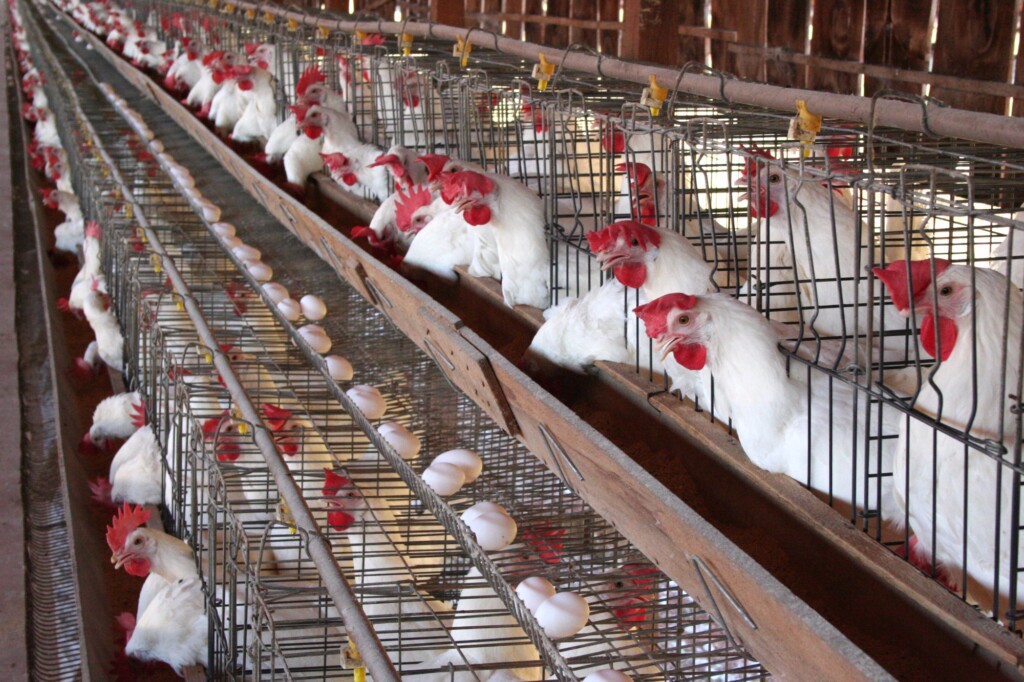 Como podemos telar os aviários californianos da avicultura de postura comercial?