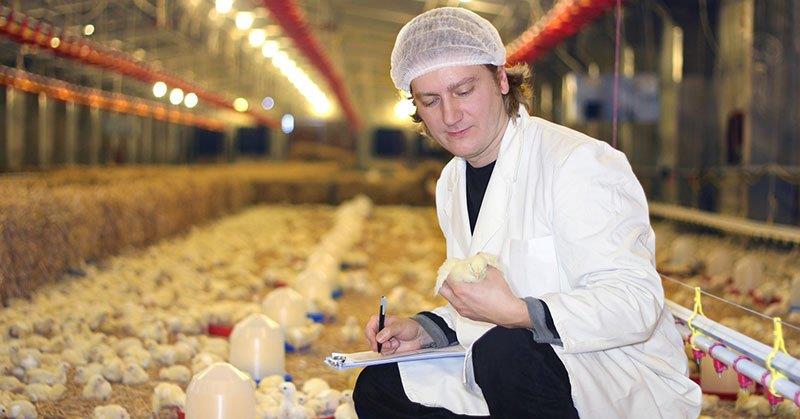 MAPA destaca papel dos médicos-veterinários no combate à gripe aviária