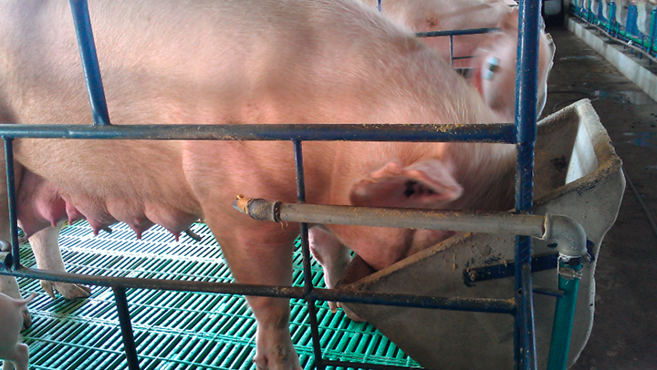 Saúde nos cascos dos suínos