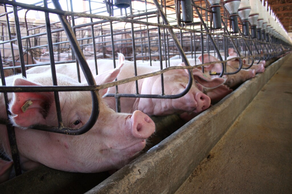 Suíno vivo tem valorização no início do mês