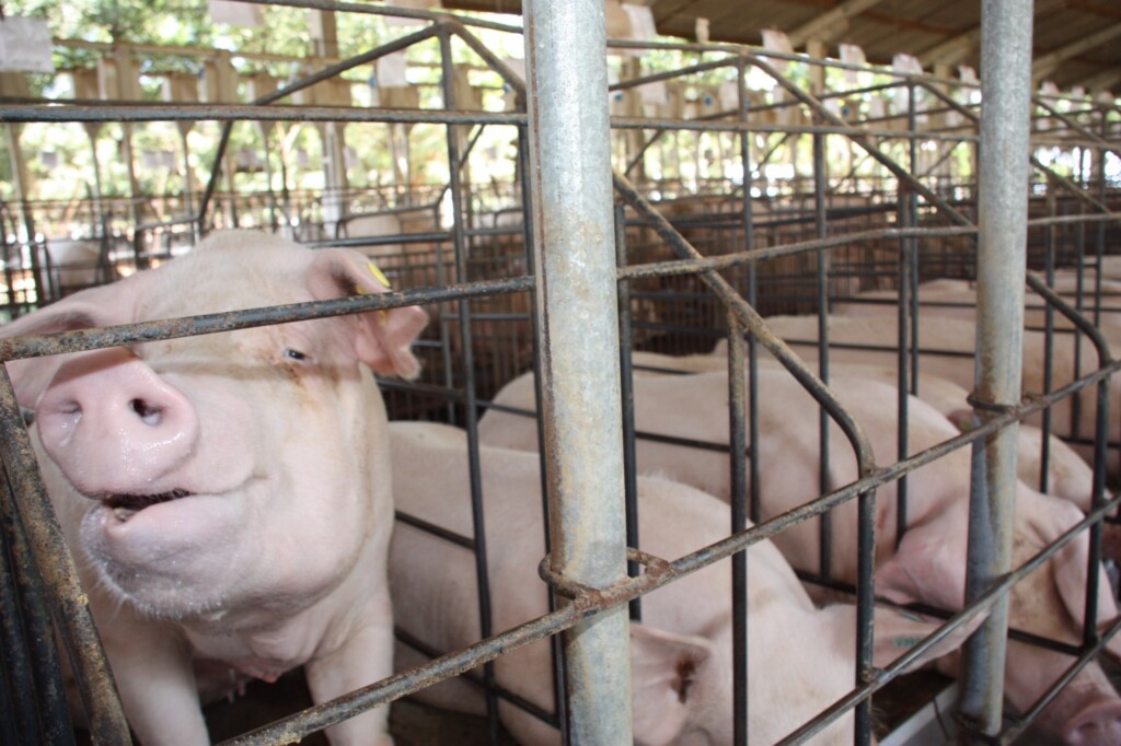 Preços do suíno vivo permanecem estáveis
