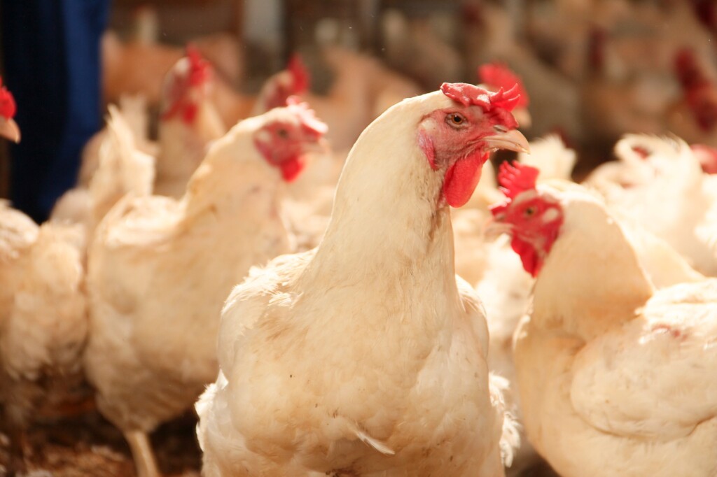 Vacina vetorizada é nova opção para o Controle da doença de NewCastle