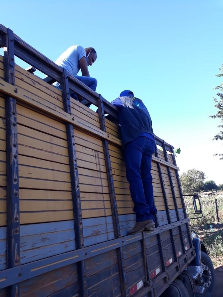 Suínos transportados ilegalmente são abatidos pela Agência de Defesa Agropecuária