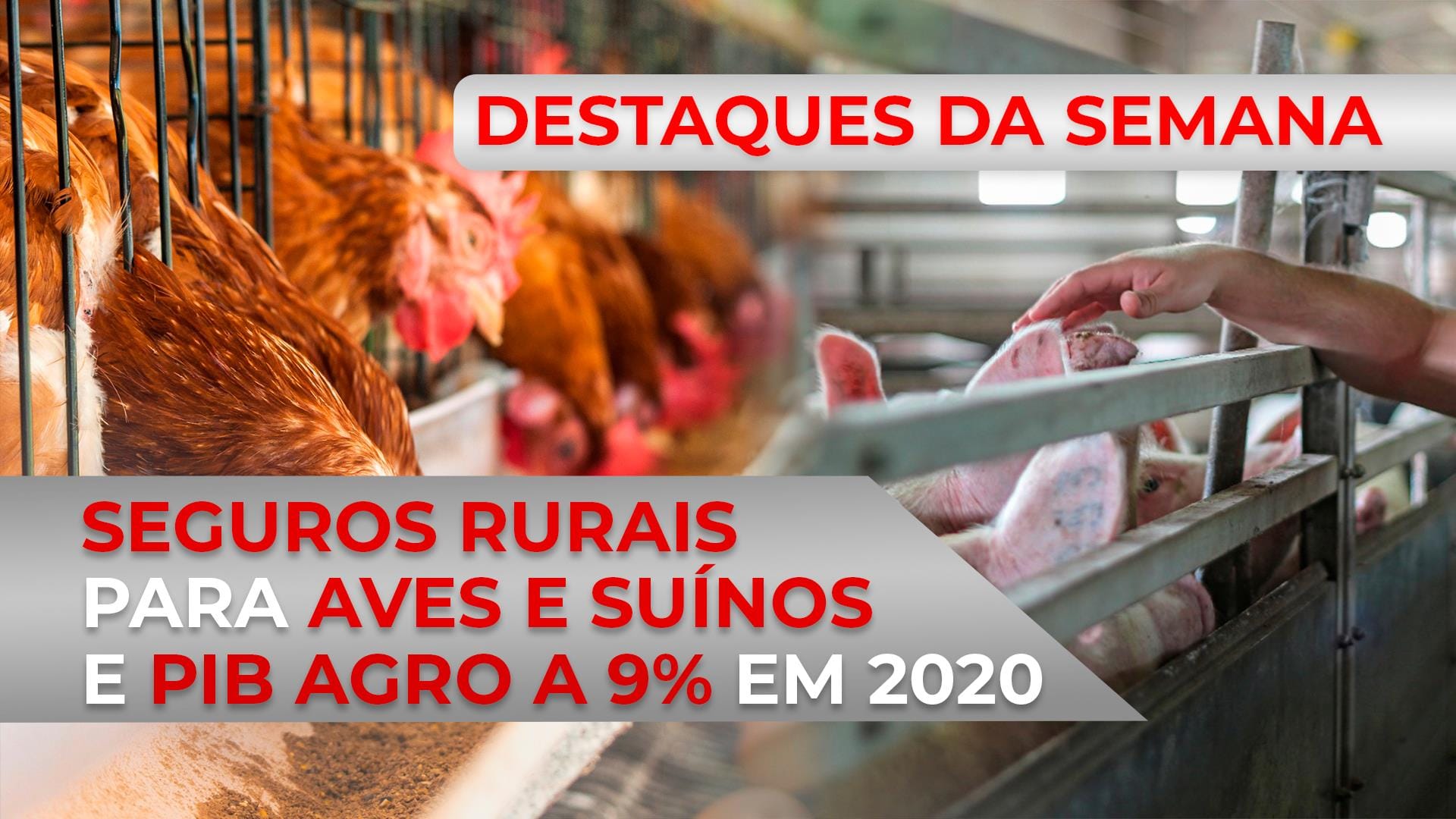DESTAQUES – Seguros rurais para aves e suínos e PIB agro a 9% em 2020