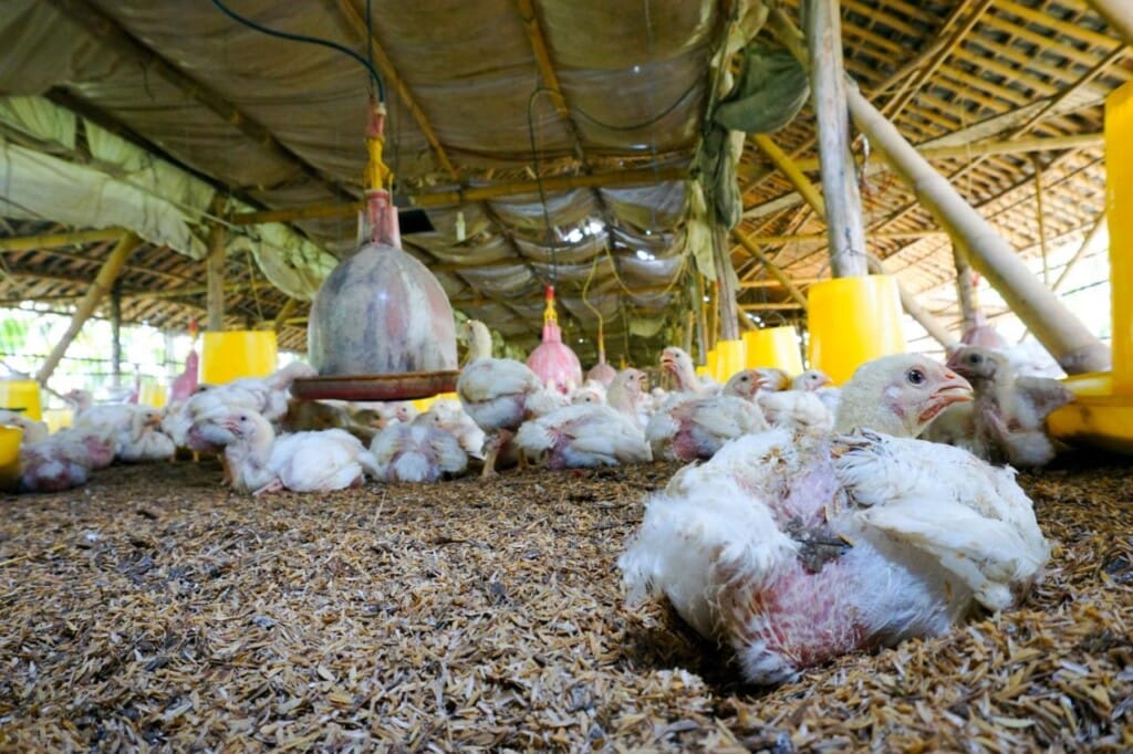 Espanha: 86 granjas avícolas fecharam em Castilla y León