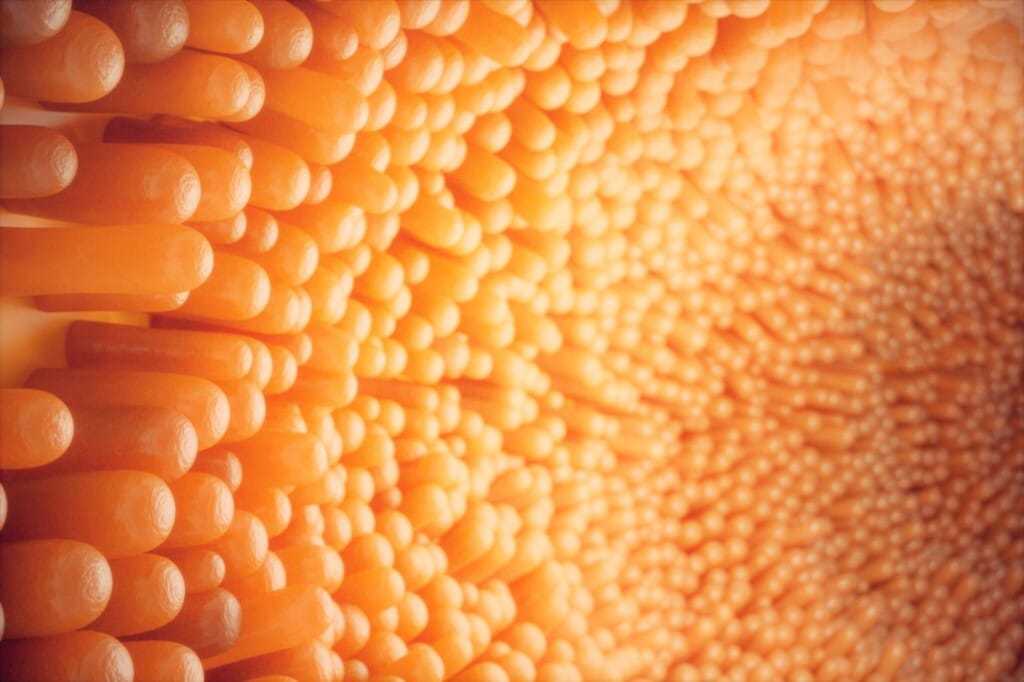 Saúde intestinal em aves comerciais: a importância do microbioma