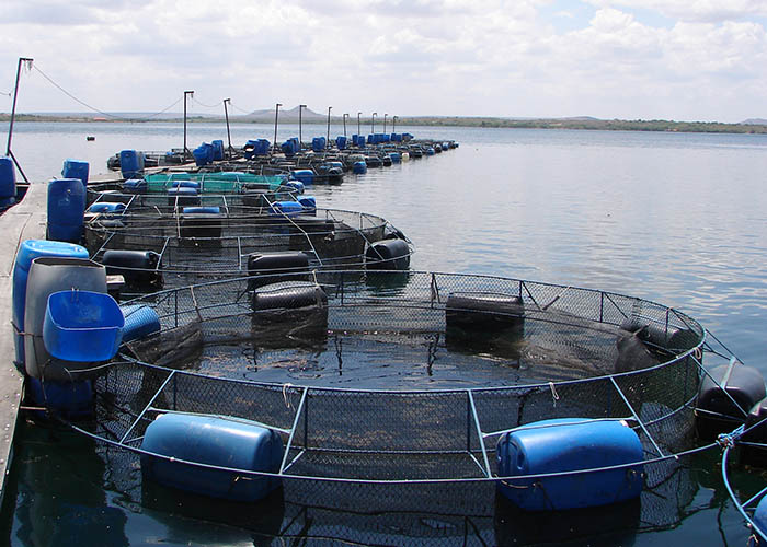 Pesquisa retrata principais polos de criação de tilápia do Brasil