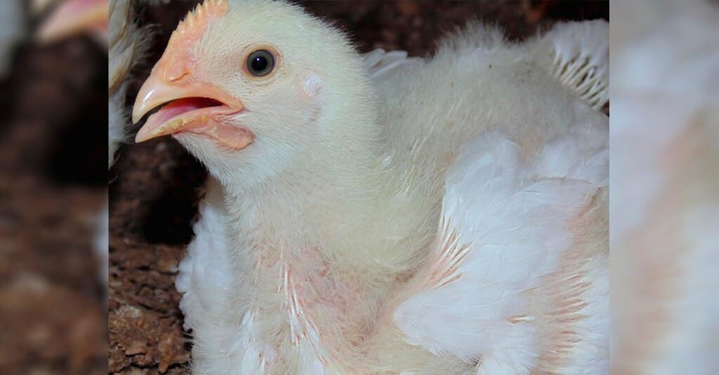 Ministro da Agricultura do Chile espera retomar exportações de produtos avícolas em breve