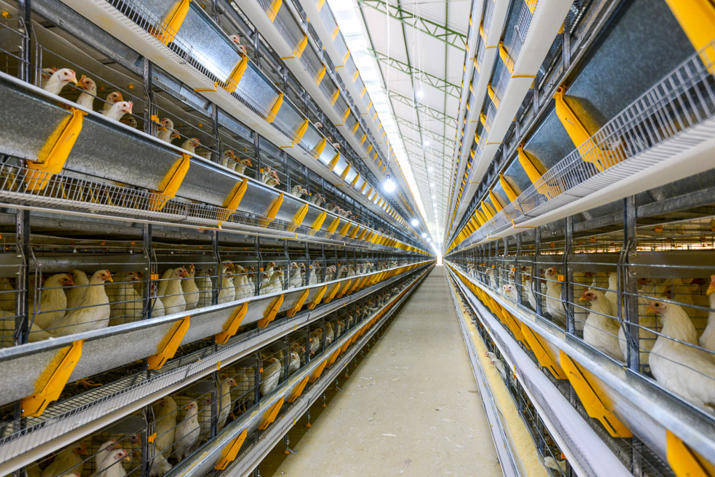 Boas Práticas de Produção nas granjas de ovos comerciais