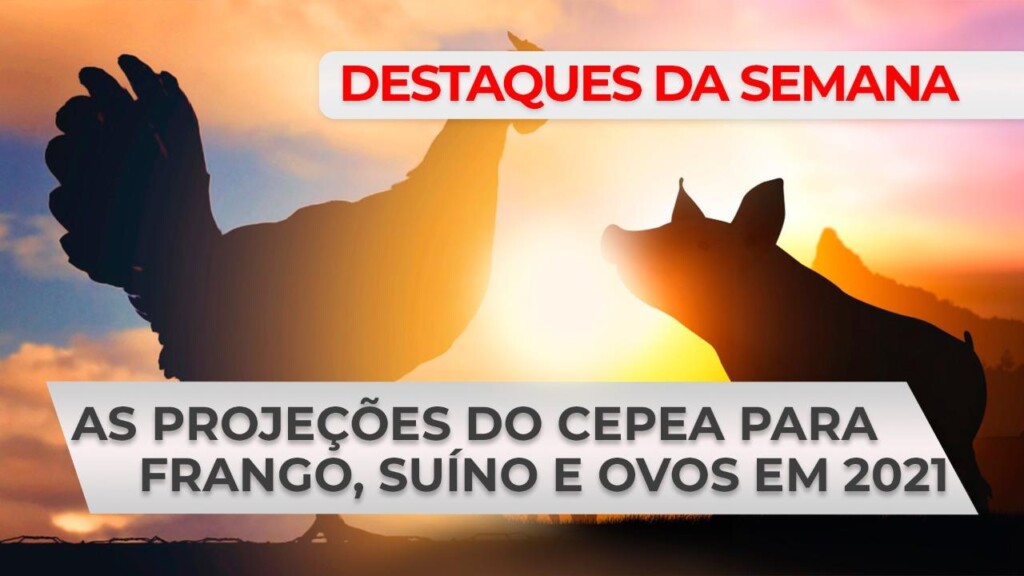 DESTAQUES – As projeções do Cepea para frango, suíno e ovos em 2021